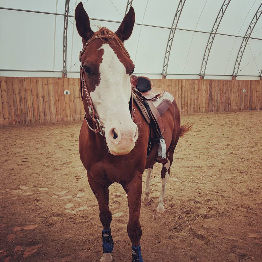 Why This Mom Loves Online Horse Shows Better Dressage Scores